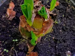 Еще один морской лук проснулся