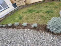 Пересадила лаванду