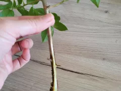 Корешки на веточке бугенвиллии