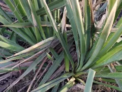 Юкка нитчатая хорошо перенесла морозы среднего Поволжья.