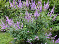 Витекс священный (Vitex agnus-castus)
