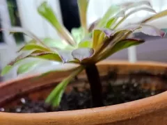 Эониум получил своё имя и отдельный горшок 