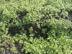 Дружно взошла горчица-сидерат