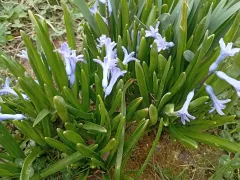 Гиацинт и цветы похожие на гиацинты на моём участке.