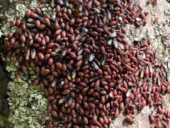 Пришелец из Средиземноморья - липовый клоп