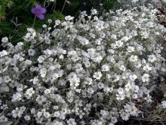 Ясколка войлочная (Cerastium tomentosum)