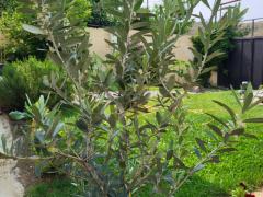 Оливковое дерево (лат. Olea europaea)