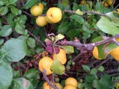 Айва японская, или хеномелес (Chaenomeles)