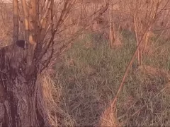 Как вывести с участка американский клеён