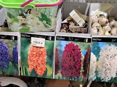 Как поступить с проросшими гиацинтами?