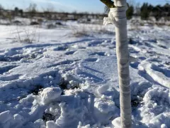 Полезная мера: перевязка садовым бинтом