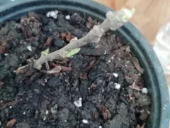 Спасаем гибискус из черенка. 