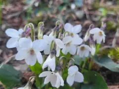 Белые лесные фиалки и другие мои цветочки