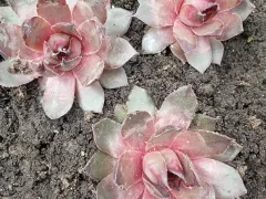 Молодило - разнообразие сортов и планы на дальнейшие действия.