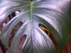 Про плесень и мои джунгли