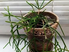 Немножко замученный рипсалис