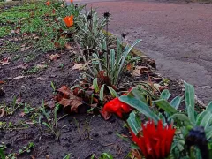 Полоска лета 