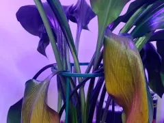 Желтеют листья на амазонской лилии