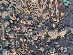 Посадка тюльпанов по - новому для меня.