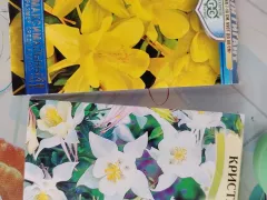 Посев семян аквилегии в этом сезоне разочаровал. 