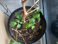 Пока что – два разных соседа в одном горшке