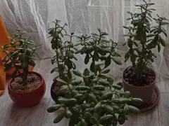 На удачу и к деньгам!