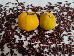 Семена для живой изгороди на удаленном участке