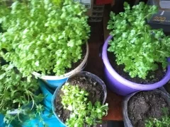 Слишком рано проснулись в подвале хризантемы