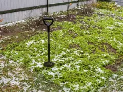 Сидераты: еще не поздно