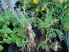 А еще у меня есть амариллисы... Или гипеаструмы?