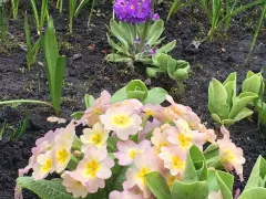 Кусочек весеннего цветника