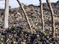 Взошла белая горчица, которую высеяли под зиму