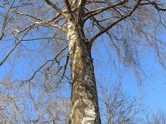 Береза повислая (Betula pendula)