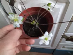 Неожиданный снег помешал высадить печеночницу