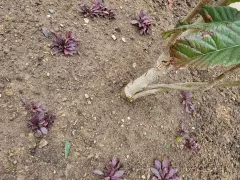 Неопознанные растения с бордовыми листьями