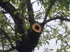 Срезал сухую ветку у яблони