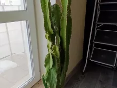 Следы холодной зимовки на моем кактусе