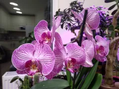 Впервые зацвела моя орхидея