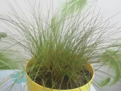 Готовлю Изолепис к весне. 