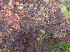 Барбарис Тунберга