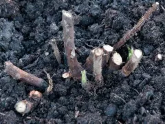 Осенняя посадка ягодных кустарников