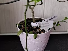 Созрел мой апельсин Павловский. 