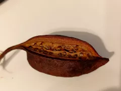 Будущее "бутылочное дерево"