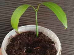 Манго из косточки.