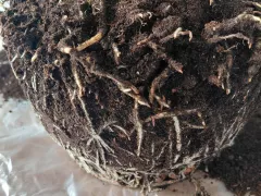 Рассадила разросшийся гипеаструм