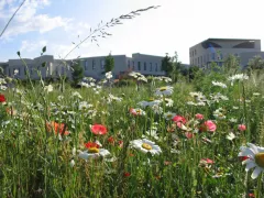 Природные сады Жиля Клемана