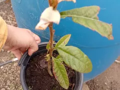 Мушмула, в открытом грунте погибла, а в горшке перезимовала.