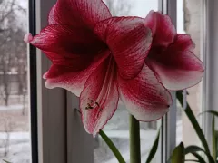 Еще один гиппеаструм зацвел