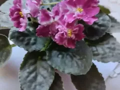 "Бабушкин цветок" — фиалочка, а точнее сенполия