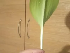 Белокрылка на Эухариусе и гибискусе.